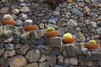 Lanzarote Guatiza cactus garden pots in a row at Canary Islands