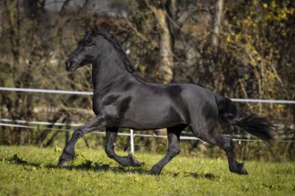 Frisian gelding in the pasture in autumn