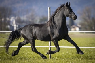 Frisian gelding in the pasture in autumn