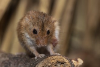 Dwarf mouse standing on a branch in front of reeds looking from the front
