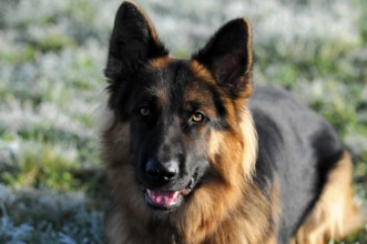 Shepherd dog, portrait, Spraitbach, Baden-Württemberg, Germany, Europe, German shepherd dog