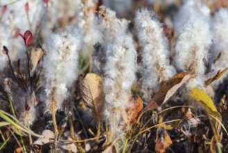 Salix arctica, arctic willow, tiny creeping willow family Salicaceae, low pubescent shrub, with