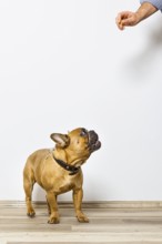 An image of a bulldog gets some food