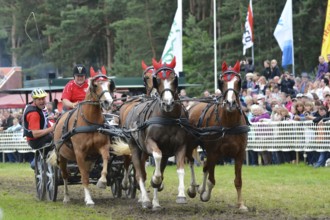 Titans of the racecourse in Brück, Brandenburg