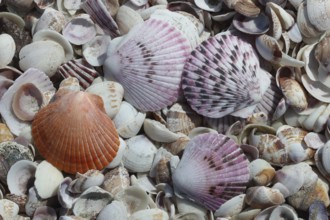 Beach, shells, near Antofagasta