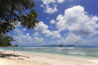 Palm tree on Anse Severe beach, La Digue island, Praslin island behind, Seychelles, Indian Ocean,