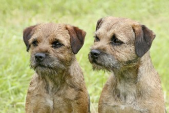 Two Border Terriers in the spring garden