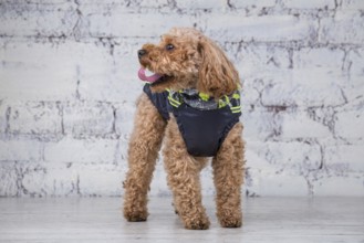 Small funny dog of brown colour with curly hair of toy poodle breed posing in clothes for dogs.