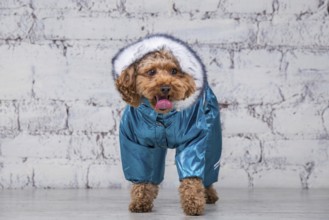 Small funny dog of brown colour with curly hair of toy poodle breed posing in clothes for dogs.