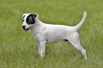 The typical portrait of Parson Russell Terrier in the spring garden