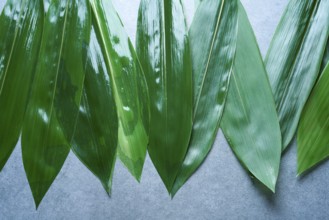 Bamboo wet leaves in a row on gray background