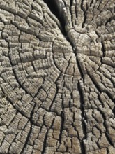Old timber