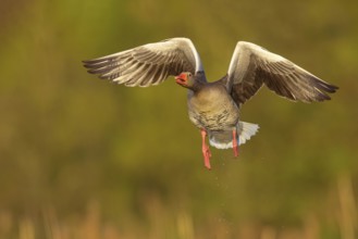 Greylag goose (Anser Anser), aerial view, frontal