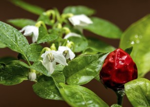 Beautiful red Ornamental pepper Aladdin on a brown background. Pepper head close-up, Odessa,