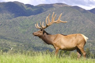 Elk stag in velvet, West Coast, South Island, New Zealand, Oceania