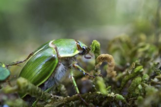 Green cockchafer on moss