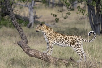 Leopard (Panthera pardus) female, standing on tree trunk, Moremi Game Reserve, Okavango Delta,