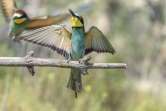 European bee-eater on a branch in spring. Germany