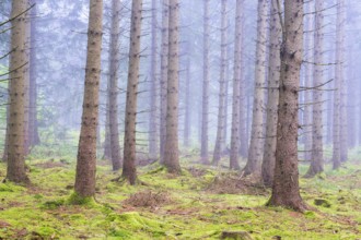 Misty conifers forest with green moss on the forest floor