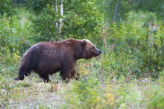Kamchatka brown bear Ursus arctos piscator in natural habitat, walks in summer forest. Kamchatka