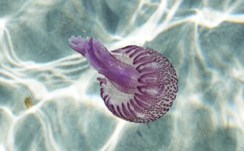 Jellyfish, Roccapina, Corsica