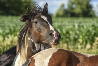 Ponies in a pasture in the French countryside