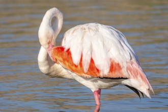 Portrait of a flamingo in a Camargue marsh., animal in the nature habitat, France, Europe