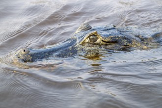 Spectacled caiman (Caiman crocodilus yacara), Crocodile (Alligatoridae), crocodile (Crocodylia),