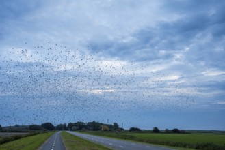 Large flock of birds over a road and fields under a cloudy sky in a blue landscape, Starling flight