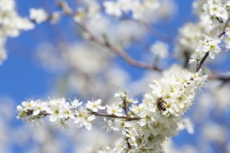 Honey bee collecting pollen from flowers. Spring nature. Bee collects nectar from the white flowers