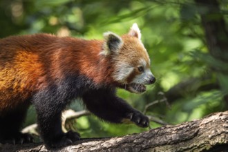 Red panda (Ailurus fulgens) on the tree. Cute panda bear in forest habitat
