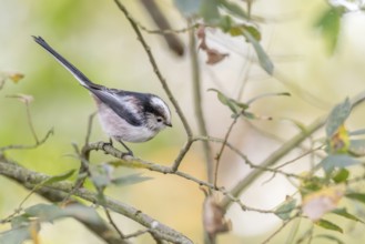 Long-tailed tit (Aegithalos caudatus) perched in a tree. Bas-Rhin, Collectivite europeenne