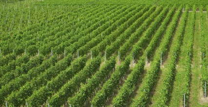 Aigle vineyard in Alps at Switzerland Swiss