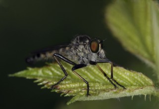 Neomochtherus geniculatus, robber fly, garden robber fly