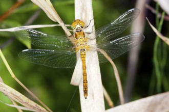 Sympetrum vulgatum, Vagrant darter