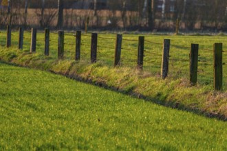 Fence along a green meadow in a spring-like landscape, Weseke, Borken, Münsterland, Germany, Europe