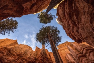 Iconic Wall Street gorge in the Bryce Canyon valley in Utah, USA, North America