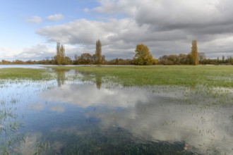 Flooded meadow after heavy rains. Autumn landscape. Bas-Rhin, Collectivite europeenne d'Alsace,