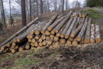 Forest pine and spruce trees. Log trunks pile, the logging timber wood industry