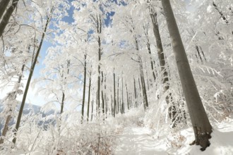 Path through the winter forest among beech trees covered with fresh snow