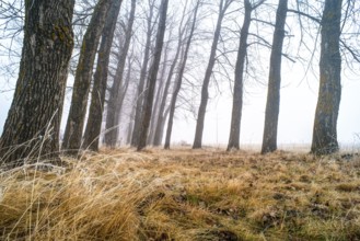 Big Trees in fog. Forest and fog