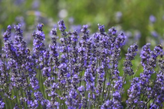 Close-up of lavender in bloom in a lush field. The lavender flowers are a rich purple colour and