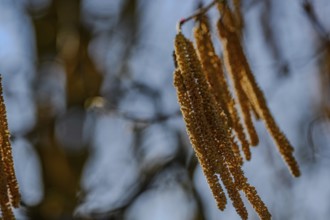 Close-up of golden-brown kittens against a blurred background, riparian forest at the Danube oxbow,