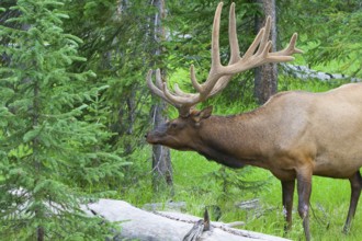 Large bull elk standing in a meadow in the woods in Yellowstone National Park