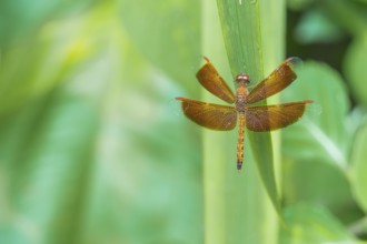 Red dragonfly on a green leaf