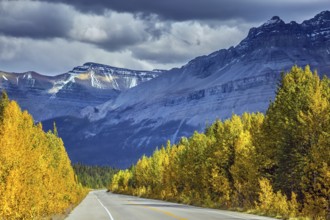 Bright yellow aspen and birch beside the road. Majestic mountains and glaciers on the background of