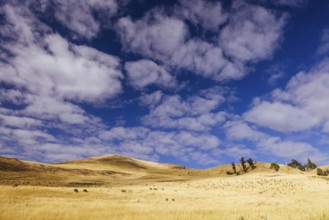 Summer time landscape in the Central Plateau Conservation Area near Ouse in Tasmania, Australia,