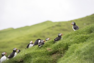 Atlantic puffins, Fratercula arctica sitting on grass on the Faroe Islands in front of its burrow,