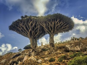 Endemic plants Dracaena cinnabari by the sea on a rock