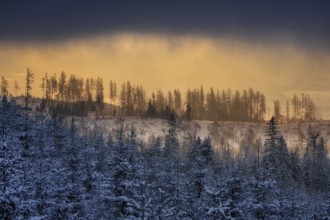 Snowy trees near Podbanske in winter with snow and fog at sunset in Slovakia